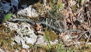 Alertă din cauza viperelor. Salvamontiştii din Argeş avertizează că numărul şerpilor este mai mare decât în alţi ani