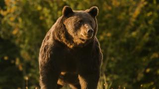 Noi detalii din ancheta deschisă după uciderea ursului Arthur, în România, de prinţul Emanuel Liechtenstein