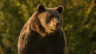 Moartea ursului Arthur de glonţul prinţului de Lichtenstein schimbă legea în România