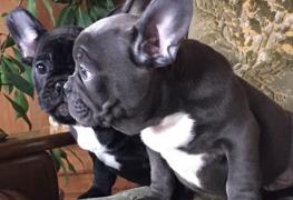 Percheziţii la Dej, într-un dosar de trafic de animale. Clienții italieni erau păcăliți că primesc câini de rasă pură