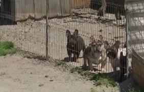 Câini fără pedigree, vânduţi de un român pe mii de euro în Italia. Bărbatul ar fi falsificat actele patrupedelor