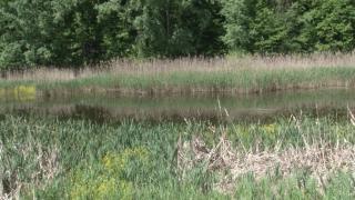 Comorile ascunse ale României: Minideltă din inima unei păduri, din judeţul Prahova