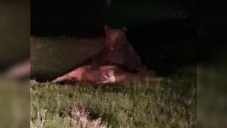 Autoritățile din Suceava solicită împuşcarea unui urs ”agresiv”, filmat când mănâncă un vițel. Apel pentru salvarea animalului