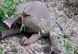 O întreagă turmă de elefanți, răpusă de trăsnet, în India. Localnicii au alertat autoritățile