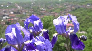 Spectacol fascinant al naturii: Sute de irişi sălbatici au înflorit într-o poiană de pe Dealul Cetăţii din Deva