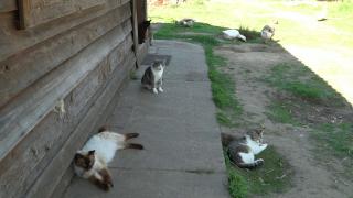 Doi fraţi inimoşi din Satu Mare au creat un sanctuar pentru pisicile neajutorate. 240 de suflete au o nouă şansă la viaţă