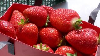 Tot mai mulți agricultori apelează la internet pentru a-și vinde marfa. Tarabele din piețe se mută în online