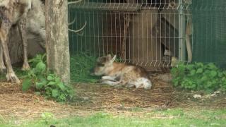 Un al doilea pui de ren s-a născut în România, în captivitate