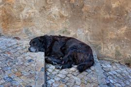 17.000 de euro, despăgubirea pe care o poate primi o fetiţă pentru că a fost muşcată de un câine comunitar. Primăria Mediaş, bună de plată