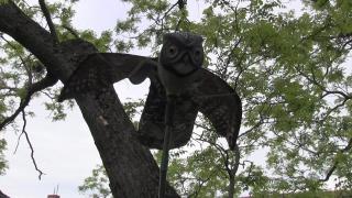 Ciorile din Arad nu se mai sperie de bufnița artificială, arma "secretă" a primăriei Arad. Păsările s-au obișnuit deja cu ea