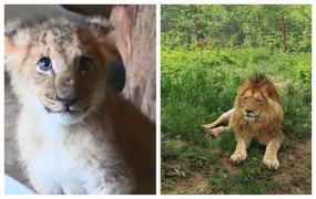 Paco, puiul de leu salvat după ce a fost găsit într-un portbagaj, s-a făcut mare. Dar nu l-a uitat pe omul care l-a îngrijit