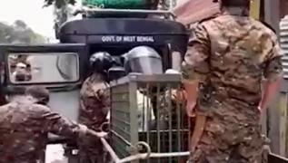 Panică într-o casă din India. Un leopard s-a refugiat pe scara locuinţei, la scurt timp după ce a rănit trei oameni