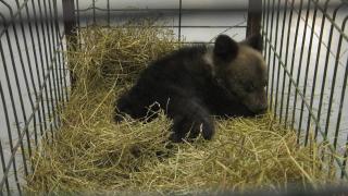 Unul din 10 români spune că a avut probleme în gospodărie din cauza urșilor. Ce arată statisticile