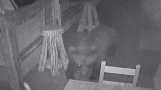 Momentul în care un urs a dat iama într-un restaurant din Covasna. Ce a lăsat animalul în urma sa