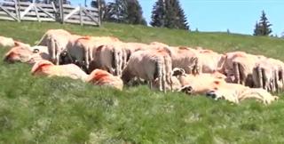 Păstorii din toată ţara aşteaptă tot anul măsuratul oilor. Ce semnifică obiceiul păstrat din străbuni