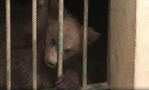 Sondaj: 9 din 10 români sunt preocupaţi de drepturile animalelor, dar 61% se opun desființării ZOO