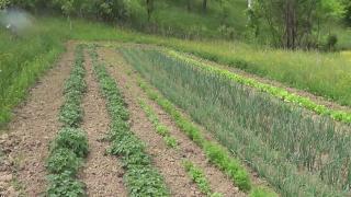 Încercaţi de greutăţile pandemiei, numeroşi români au ales să se orienteze spre cultivarea propriilor fructe şi legume