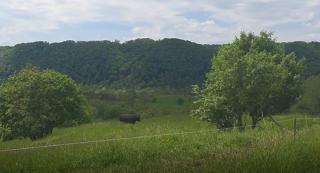 Minunăţiile naturii, descoperite la Centrul pentru biodiversitate Angofa: "La noi vin studenţi din toată lumea ca să studieze biodiversitatea"