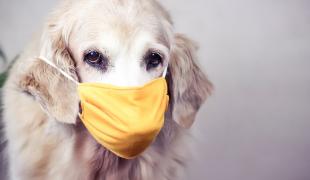 Studiu: Cățeii sunt mai rapizi și mai eficienți decât testele COVID. Pot mirosi până la 300 de persoane pe oră