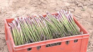 "Hrana regilor", cultivată în Mureş. Nu este o muncă uşoară, dar profitul poate fi uriaş