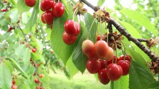 Cireşele s-ar putea scumpi chiar mai mult faţă de cum ne-am fi aşteptat. Pomicultorii sunt sideraţi: "Luăm creanga, are două cireşe"