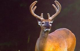 Anchetă în Ilfov, după ce mai mulţi cerbi lopătari albi ar fi fost ţinuţi ilegal în captivitate