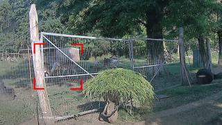 Cerbii lopătari albi care ar fi ţinuţi ilegal pentru vânătoare, de negăsit. Poliţiştii continuă investigaţiile