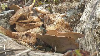 Păstrăvul de fag, ciuperca valoroasă pentru care localnicii din Ibăneşti cutreieră cu orele pădurile: ''Conține multă lecitină''