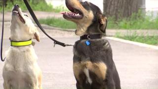 Tazz şi Luna, doi căţei de terapie care au fost salvaţi de pe stradă, îi ajută pe cei nevoiaşi să-şi trateze fobiile, în Galaţi