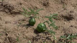 Pepenii de Dăbuleni se mai lasă aşteptaţi. Producător: "Bătaie de joc. Ei fac prețul"