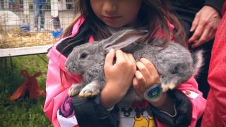 Tarantule, şerpi şi călărie, de 1 iunie, pentru copii, la Universitatea de Științe Agricole și Medicină Veterinară din Cluj