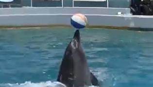 Coadă uriașă la Delfinariul din Constanța. Cum spectacolul a fost creat special de Ziua Copilului, cei mici au fost în extaz