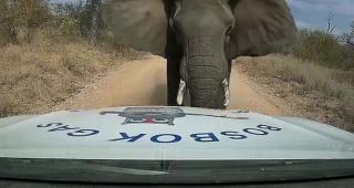 Momentul în care un elefant african atacă frontal o camionetă. Șoferul a scăpat ca prin minune cu viață