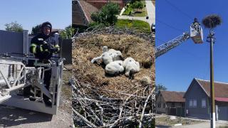 Pui de barză salvați de pompieri după ce au căzut din cuibul aflat pe un stâlp de electricitate