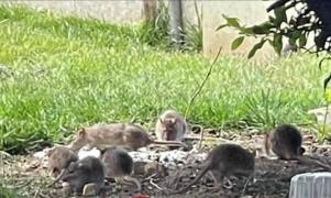 Colonii de șobolani și buruieni înalte cât un om, în parcurile din București. ”Nu mă mai duc la Zoo, mă duc în Herăstrău”