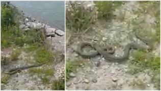 Şarpe de aproape 2 metri lungime, găsit într-un parc aglomerat din Drobeta Turnu Severin. Reptila a fost prinsă de jandarmi
