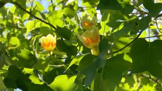 Copacul cu lalele, adevărata atracţie a Palatului Brukenthal din Avrig: "Are un aspect straniu, dar în acelaşi timp deosebit"