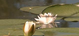 Peisaj neobişnuit la câţiva kilometri de Sighişoara. Sute de nuferi au apărut pe Lacul Schercheş