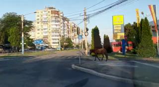 Cal fără stăpân, filmat cum se plimbă agale pe străzile din Craiova