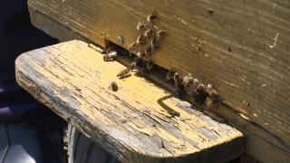 Milioane de albine moarte sau amorţite din cauza celor care stropesc ilegal culturile. Apicultorii din Botoşani, în pragul disperării