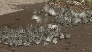 Invazie de fluturi în Mureş, localnicii se bucură de privelişte, dar se tem pentru culturi: "Dacă nu am ochelari, câteodată îmi intră în ochi"