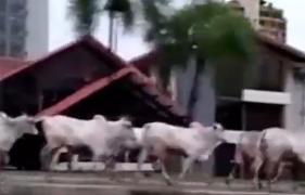 La un pas de tragedie: Camion plin cu bovine s-a răsturnat în Bolivia