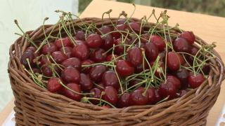 Cireşele îngraşă, avertizează nutriţioniştii Topul fructelor care aduc kilograme în plus