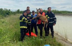 Căprioară salvată de la înec de pompierii din Neamț, după ce a căzut în canalul Bistrița