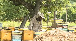 Ajutor pentru producătorii locali, loviți de pandemie. Miere de albine şi suc de mere, lângă corn şi lapte