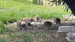 Specialiştii, veşti proaste în legătură cu invazia de şobolani din Bucureşti: "La anul, pe vremea asta, nu o să mai fie situaţia asta"