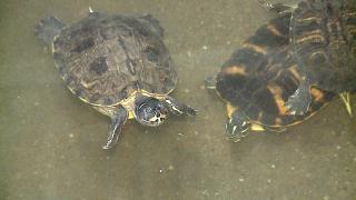 Zeci de ţestoase abandonate la un centru de reabilitare din Mureş, pregătite să-şi găsească o nouă casă