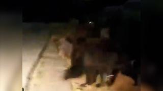 Ziua şi atacul urşilor. Oamenii din Vatra Dornei cer autorităţilor să ia măsuri, după ce au fost vizitaţi de urşi