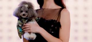 Căţei fără stăpân au prezentat prima colecţie canină de la începutul pandemiei