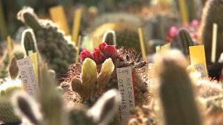 Colecţia impresionantă de cactuşi a unui mureşan. Pasionatul a strâns 4.000 de exemplare din 1.800 de specii